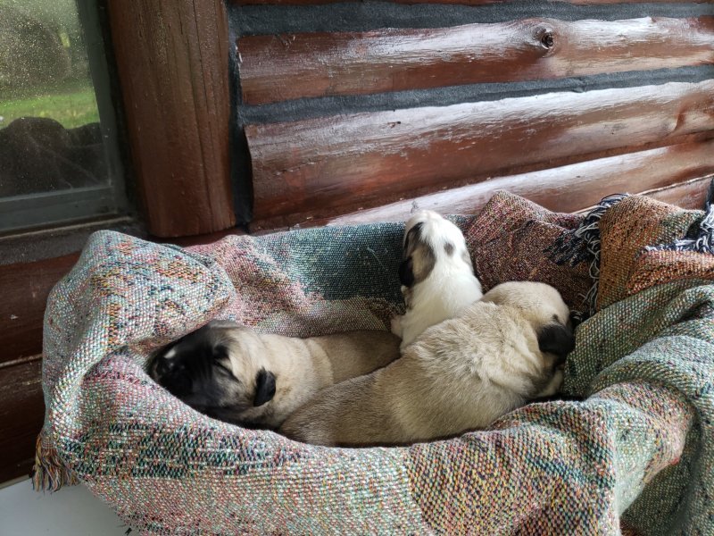 20191230_115900 Puppies in basket outside 2 - Copy.jpg