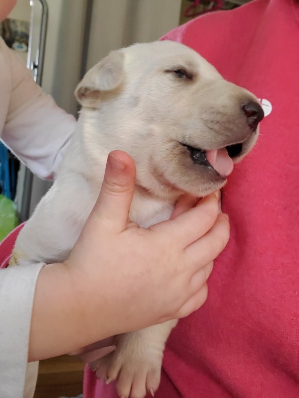 Labradane Puppies for Sale in Christiana, Tennessee