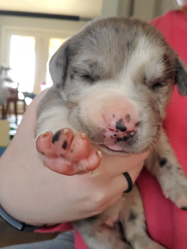 Labradane Puppies for Sale in Christiana, Tennessee