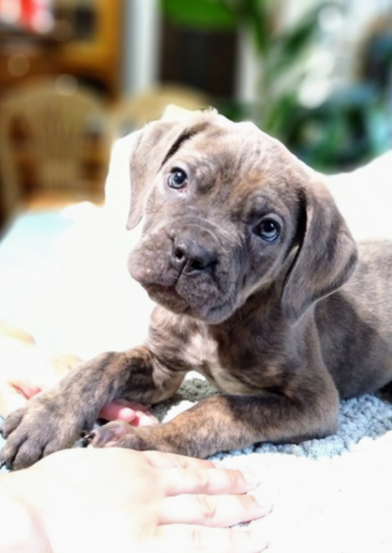 Italian Mastiff Puppies for Sale in Fall River, Massachusetts