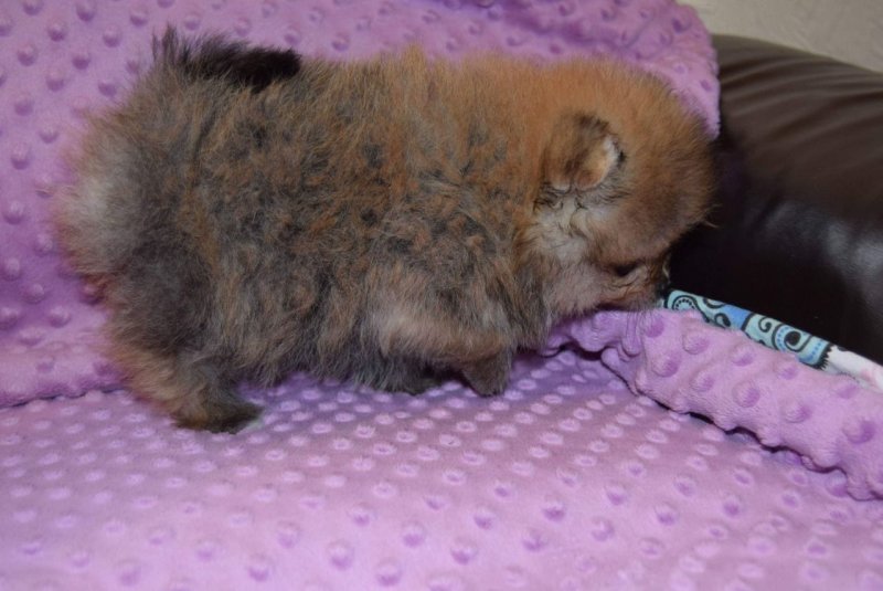 pomeranian-boy-mini-5e401fc5547b5.jpg