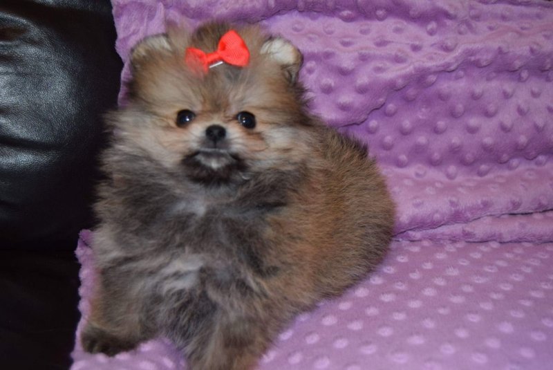 pomeranian-boy-mini-5e401fd7d25f7.jpg