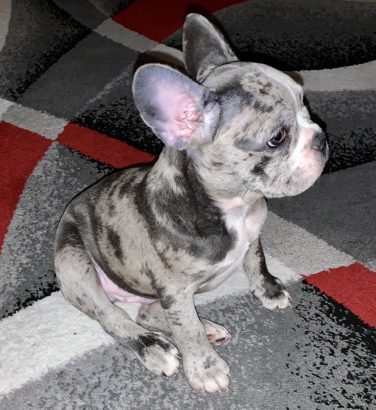 Grey French Bulldog For Sale in Stamford, Connecticut