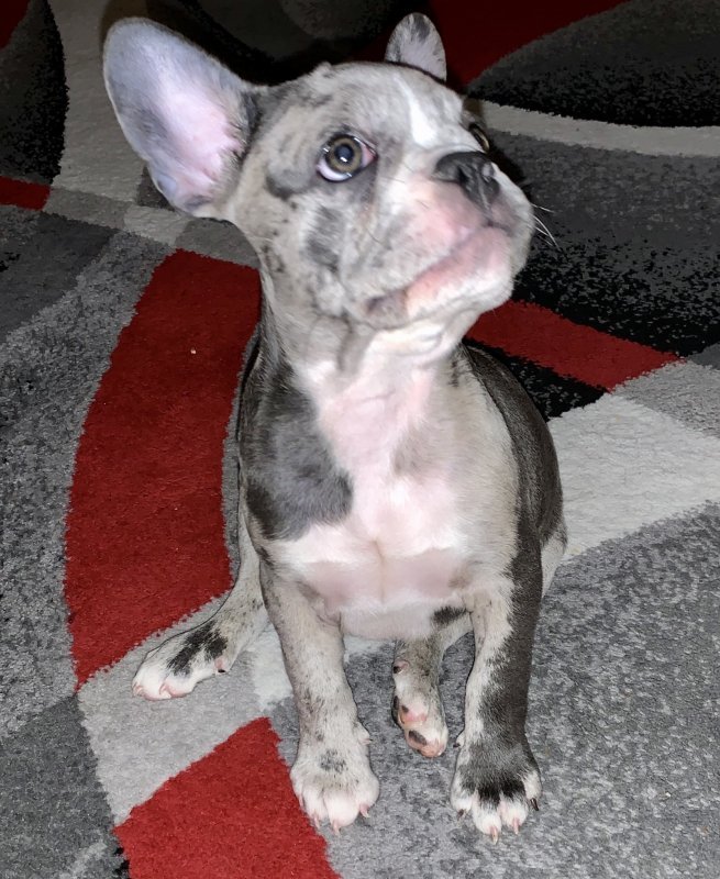 Grey French Bulldog For Sale in Stamford, Connecticut