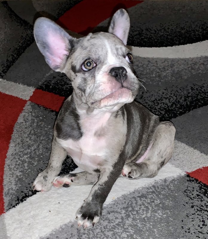 Grey French Bulldog For Sale in Stamford, Connecticut