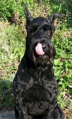 cc3daa75e9a4070ec2dfc7f58d40cb87--schnauzer-gigante-the-giants.jpg