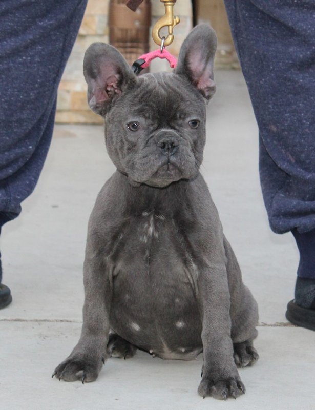 AKC European Import French Bulldog Puppy Breeder in Sun
