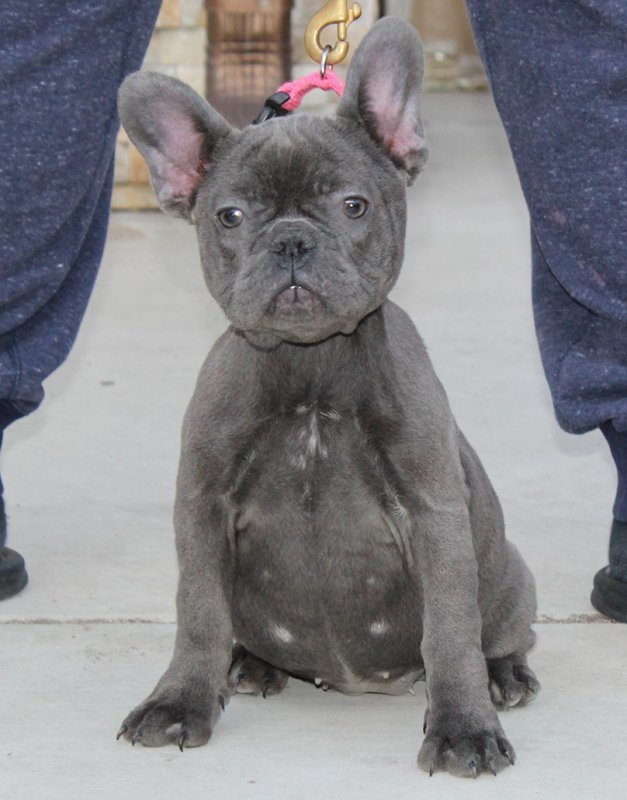 AKC European Import French Bulldog Puppy Breeder in Sun