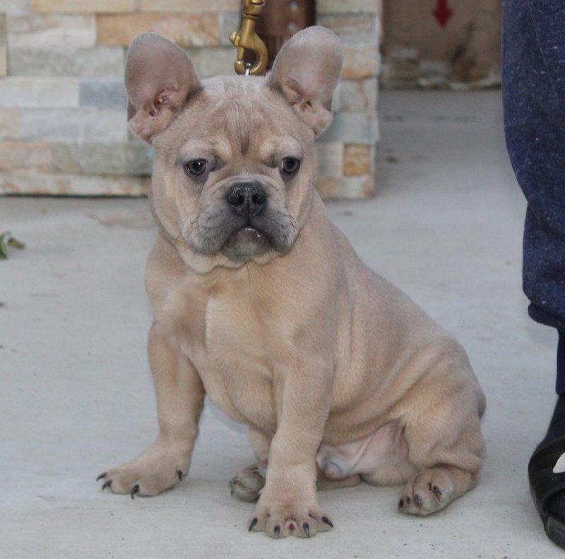 AKC European Import French Bulldog Puppy Breeder in Sun