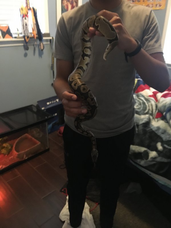 Ball Python & Accessories for Sale in Toquerville, Utah