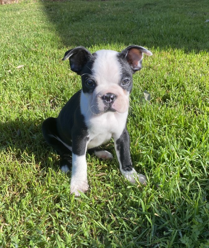 Female Boston Terrier for Sale in Vallejo, California