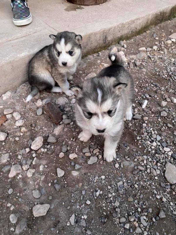 Alaskan Malamute/Siberian Husky Puppies for Sale in Albuquerque, New Mexico