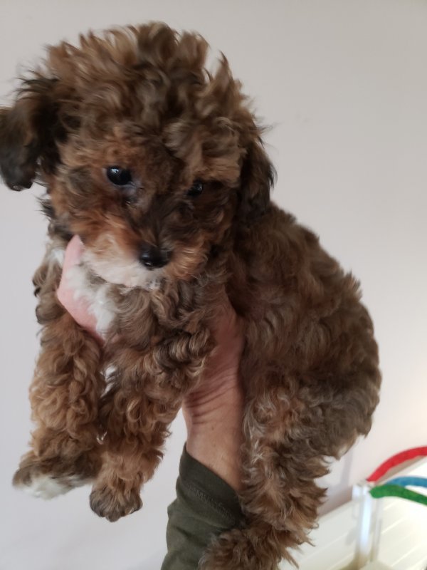 Toy Poodle for Sale in Cary, North Carolina