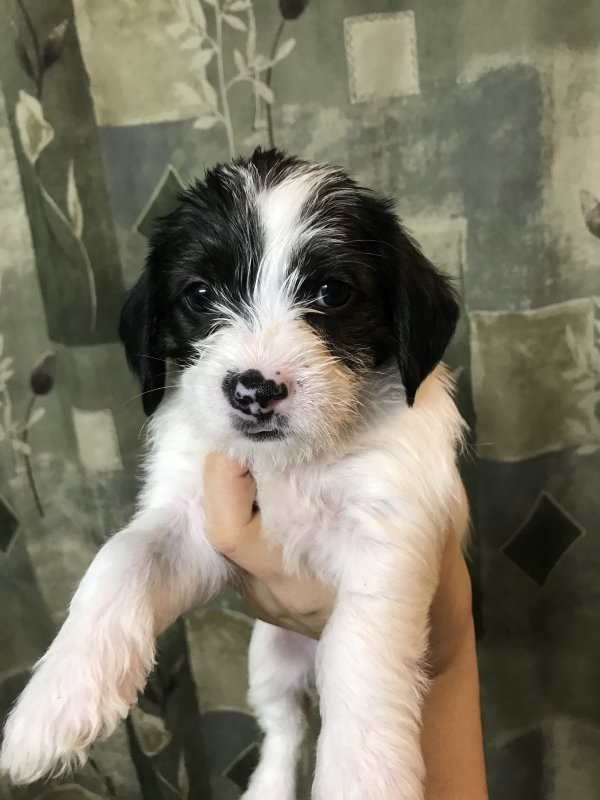 Bichon Frise Mixed Puppies for Sale in Mishawaka, Indiana