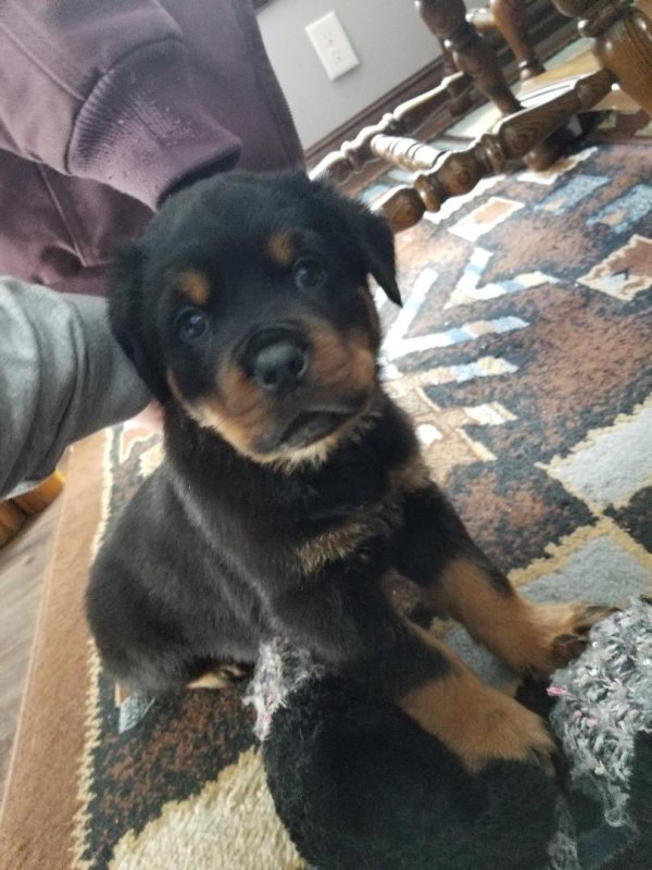 AKC Rottweiler Puppies for Sale in Gresham, Wisconsin