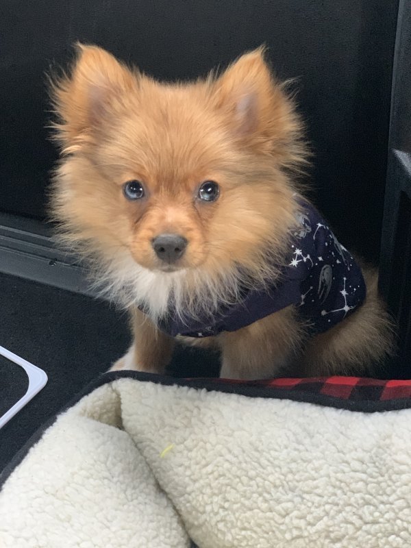 Pomeranian Puppy for Sale in Atlanta,