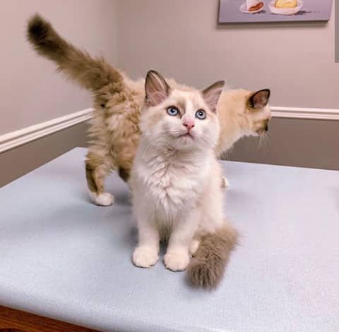 Ragdoll Kittens for Sale in Las Vegas, Nevada
