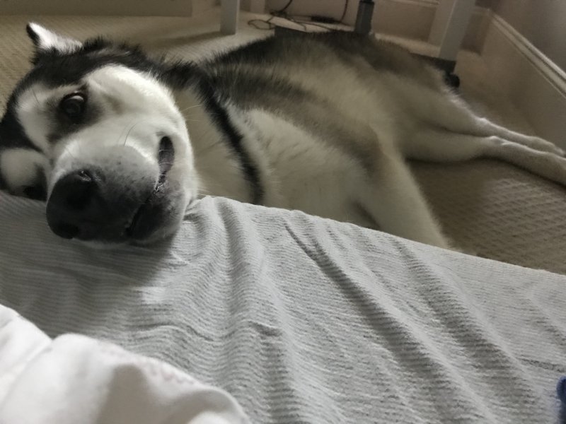 2 Year Old Alaskan Malamute for Sale in Cary, North ...