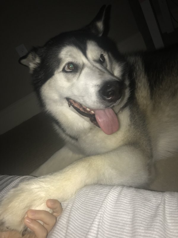 2 Year Old Alaskan Malamute for Sale in Cary, North ...