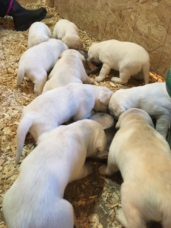 pups eating 2020.jpg