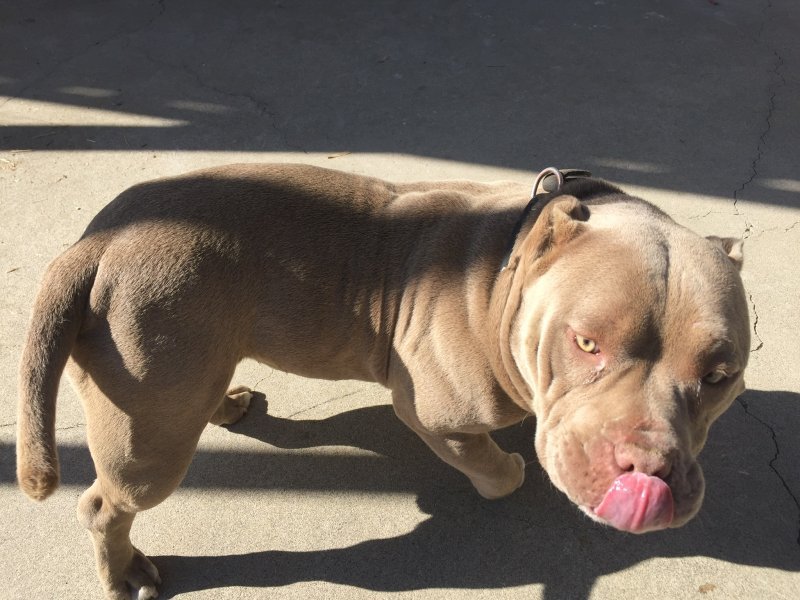 2 Year Old American Bully for Adoption in Citrus Heights