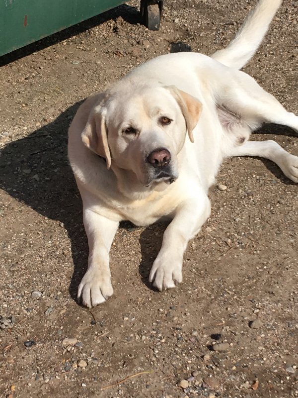 Akc Yellow Ivory Lab Puppies For Sale In Revere Minnesota