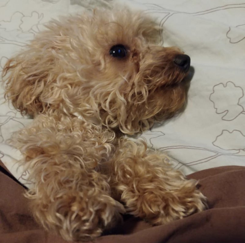 Sweet Toy Poodle (11 Months) for Sale in Dallas, Texas