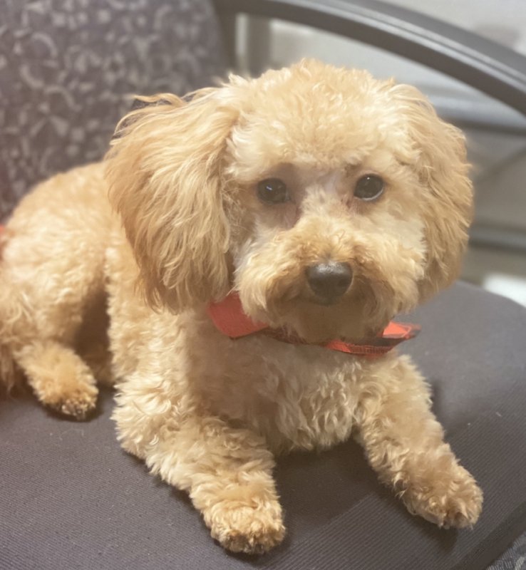 Sweet Toy Poodle (11 Months) for Sale in Dallas, Texas