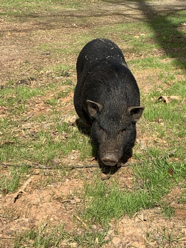 Bonded Pair of Pot Belly Pigs for Sale in Canton,