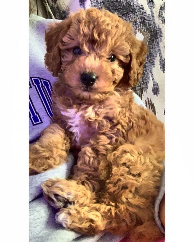 Female Poodle Puppy for Sale in Manhattan New York