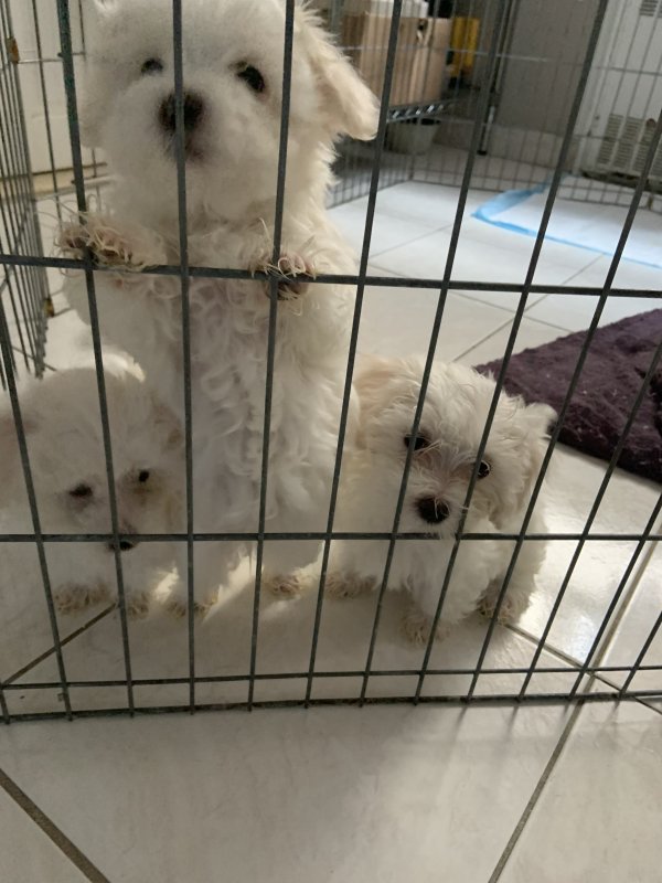 3 Beautiful Pure Maltese Puppies for Sale in North Bergen ...
