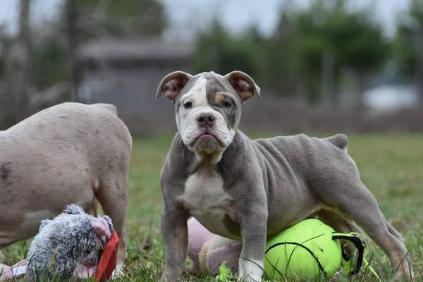 pup.jpg