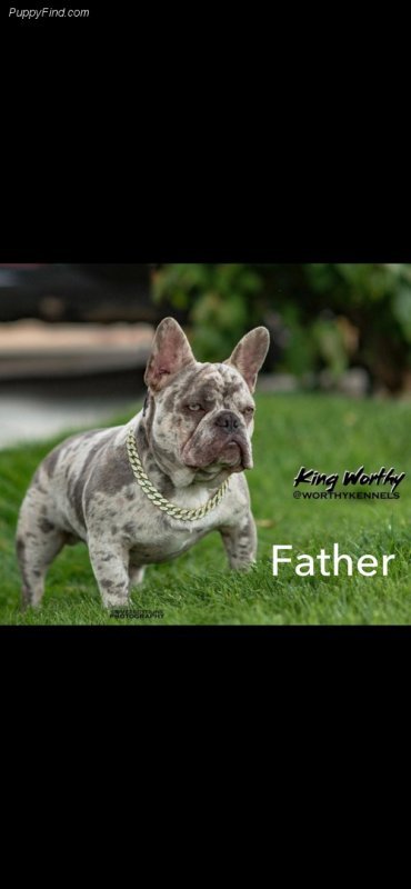 KING WORTHY 2019.jpg KING WORTHY 2019.jpg