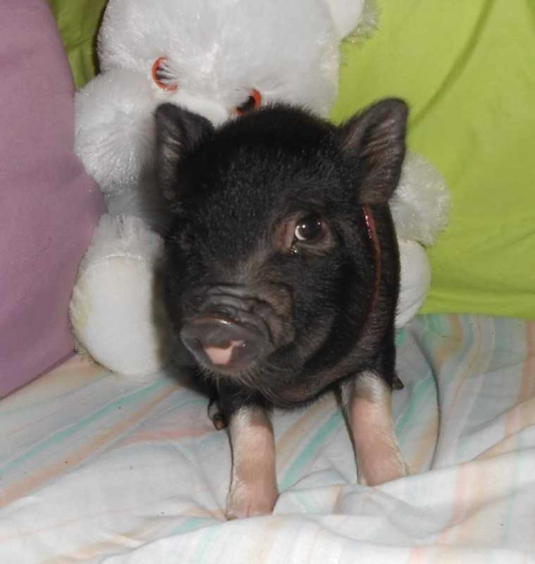 Micro Mini Pig Julie Adorable Baby Girl Litter Box Trained