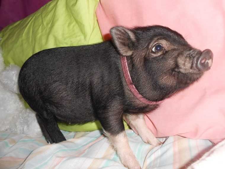 Micro Mini Pig Julie Adorable Baby Girl Litter Box Trained
