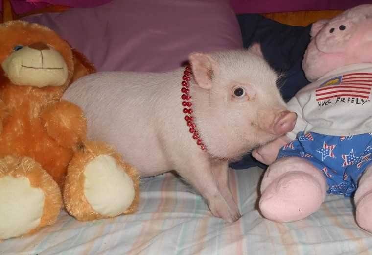Micro Mini Pig Ruby Pinkie Baby Girl Litterbox Trained