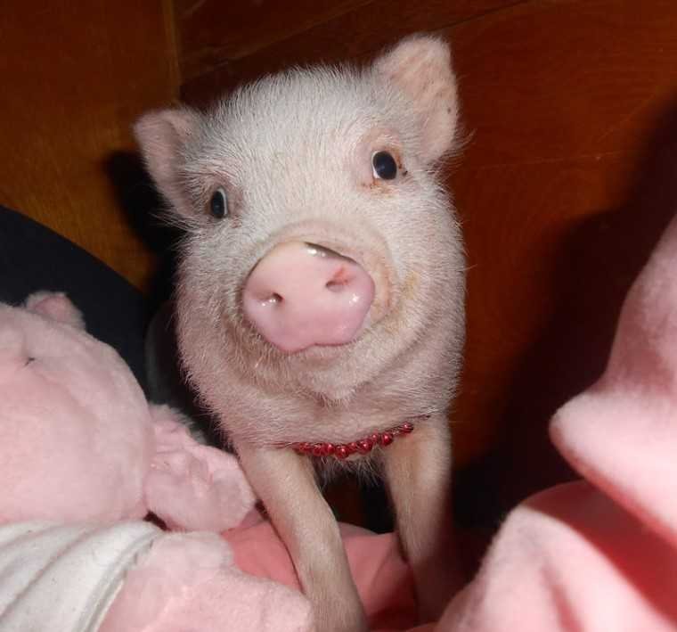 Micro Mini Pig Ruby Pinkie Baby Girl Litterbox Trained