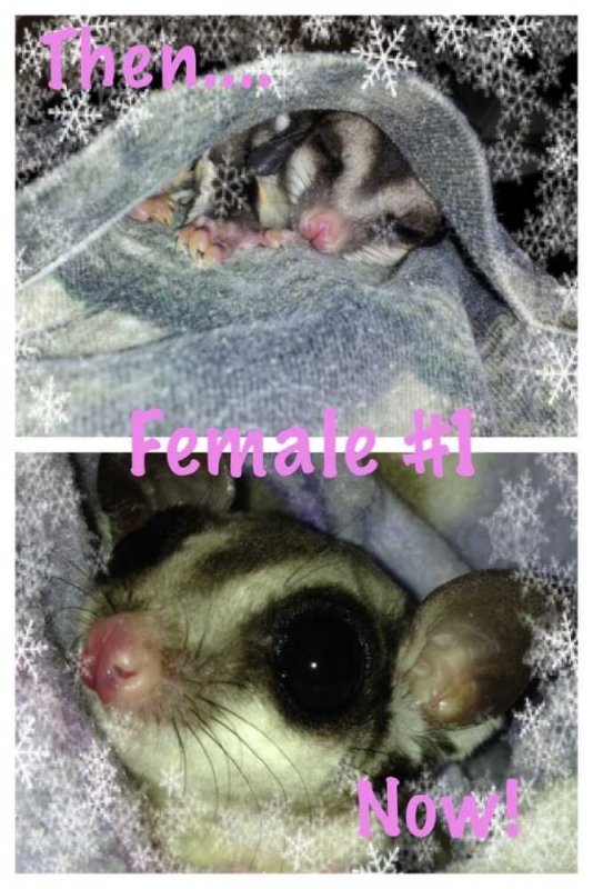 Female Sugar Gliders For Sale in Ohio
