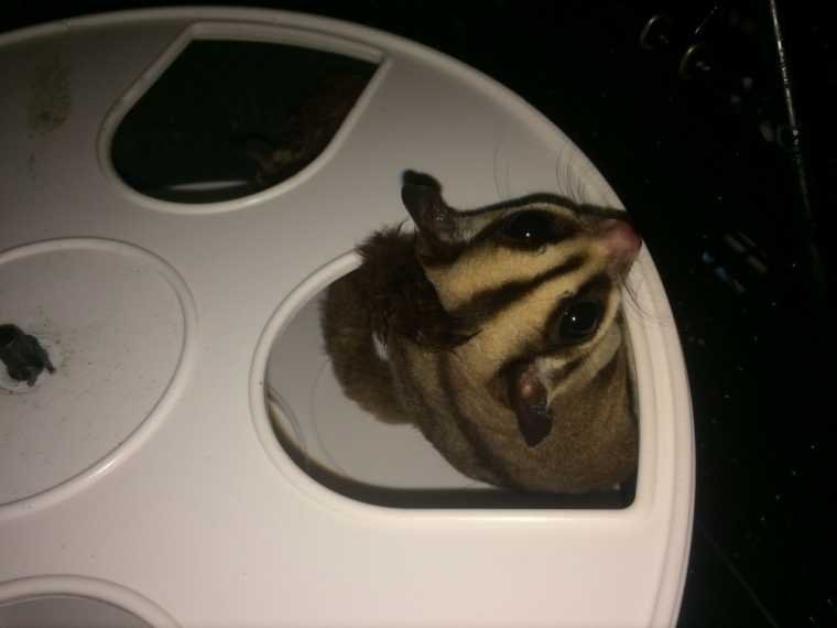 Featured - Two Sugar Gliders For Sale With Cage & Accessories