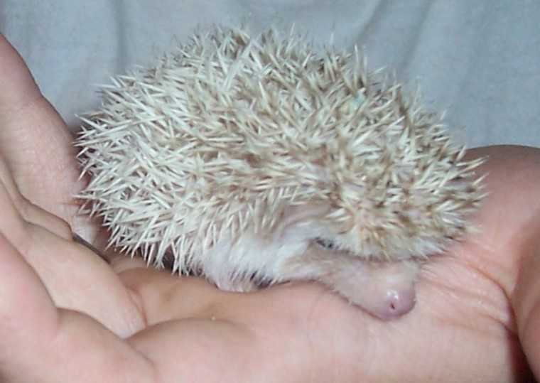 Baby Hedgehogs For Sale in Nebraska