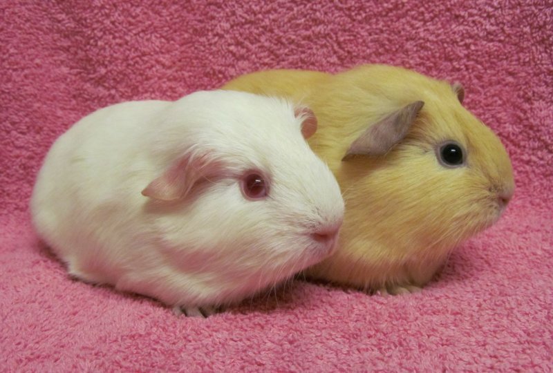 two-pigs.jpg