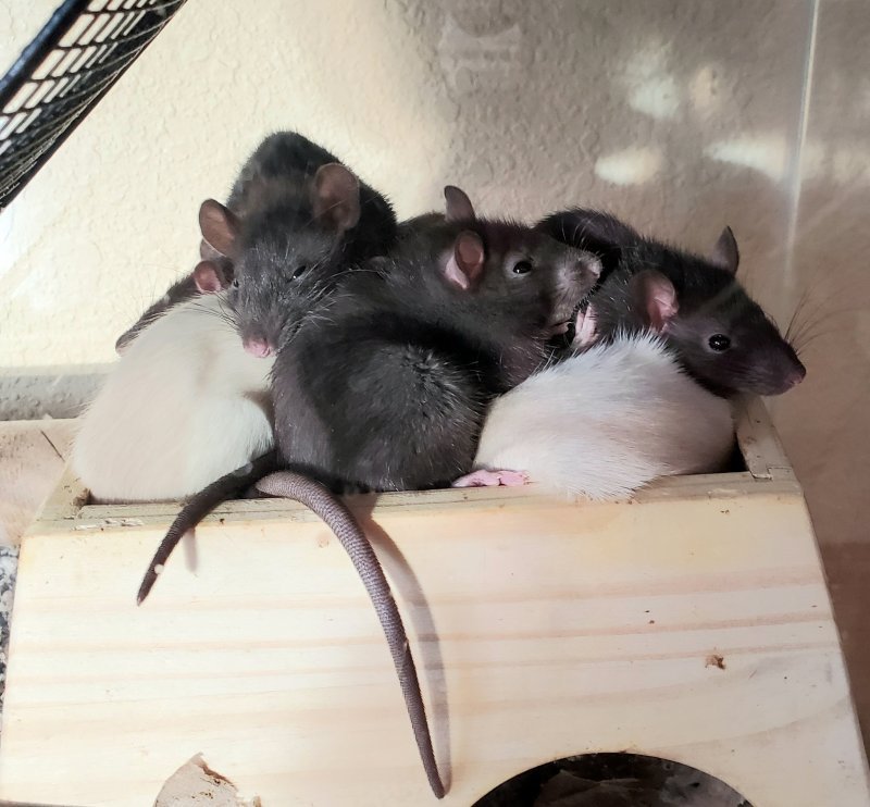 rats.jpg