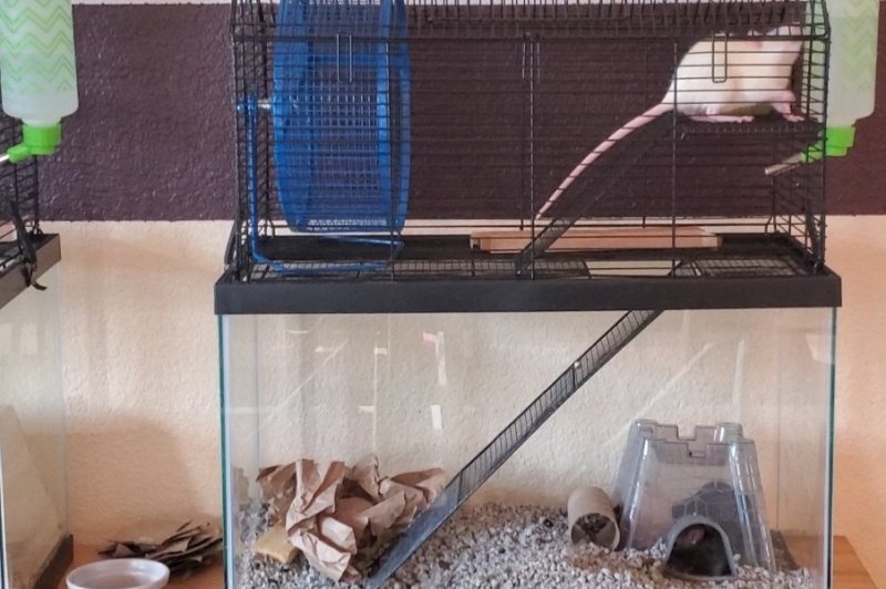 rats 2.jpg rats 2.jpg