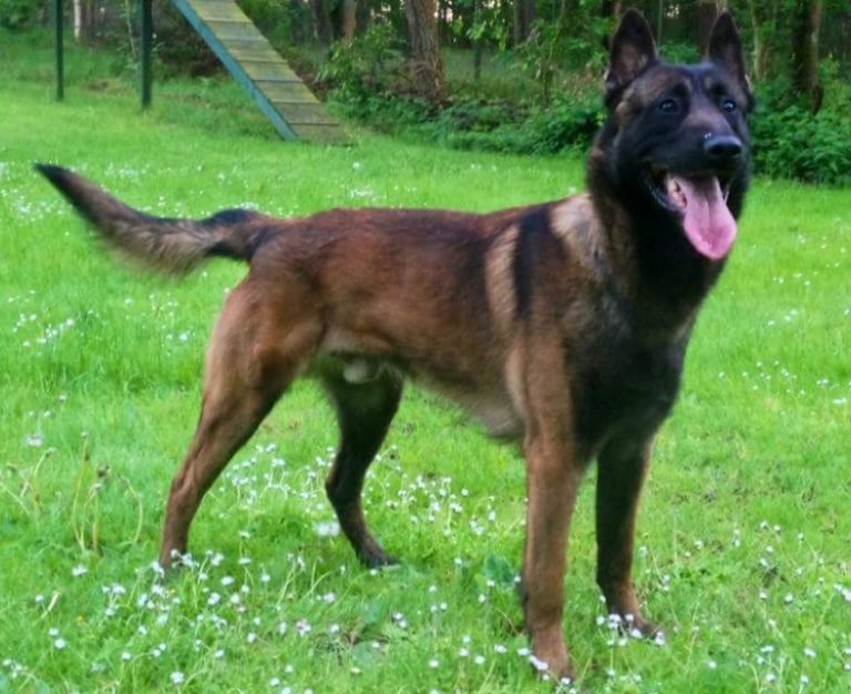 Boris-Avisa-K9-Belgian-Malinois-dog.jpg