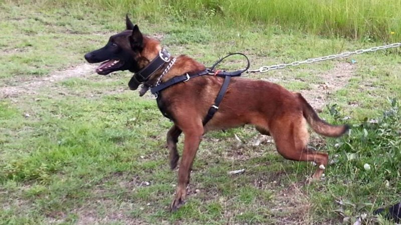 Houston-Avisa-k9-Belgian-malinois-dog-04.jpg