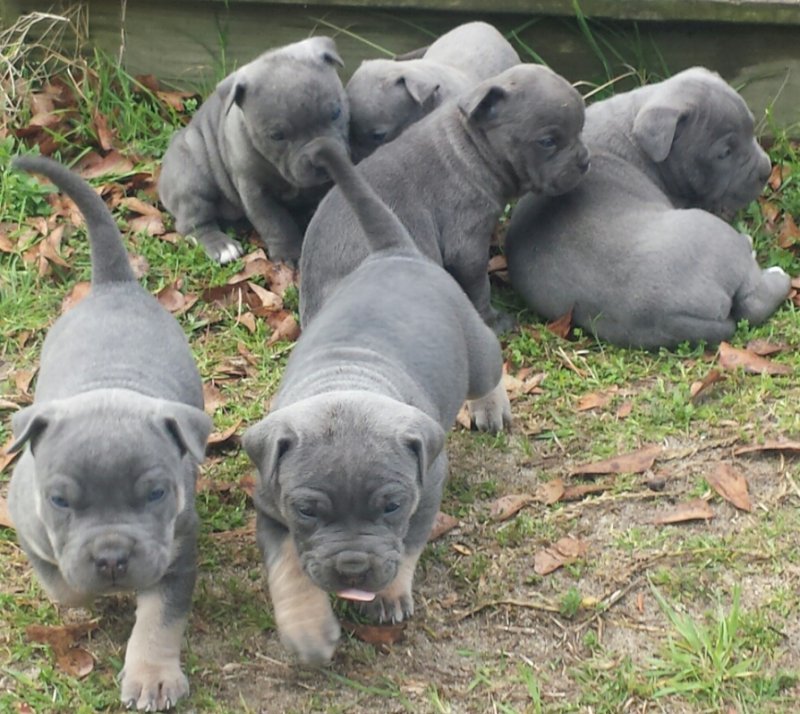 American Bandogge Mastiff Puppies for Sale in Orangeburg, South Carolina