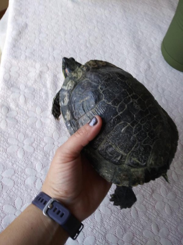Turtle.jpg