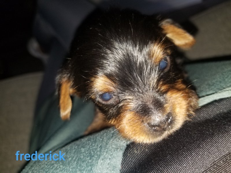 Yorkie Puppies for Sale in Lafayette, Louisiana