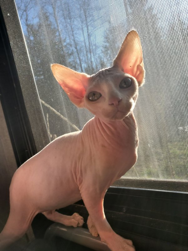 2 Beautiful Sphynx Kittens for Sale in Bellingham, Washington