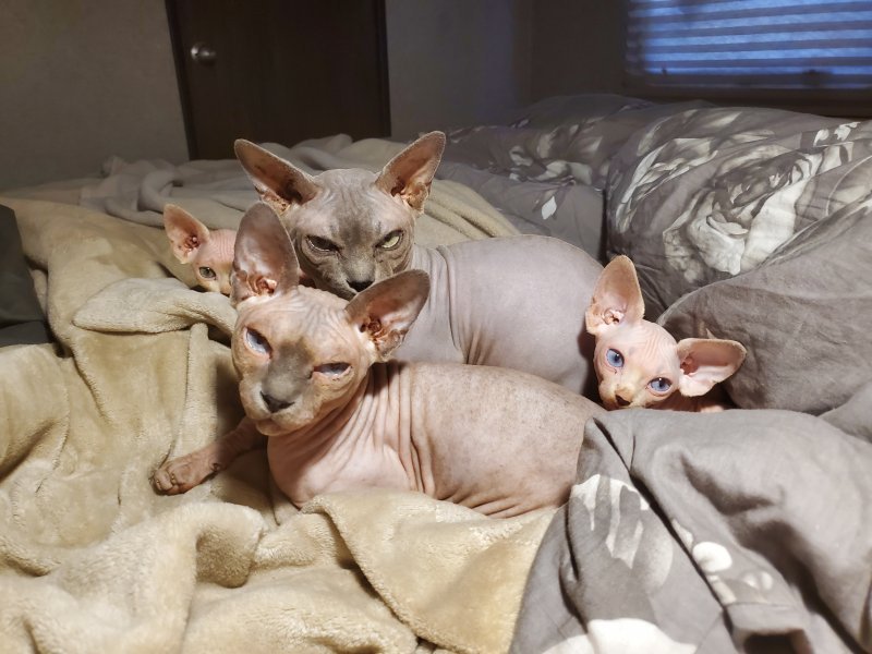 2 Beautiful Sphynx Kittens for Sale in Bellingham, Washington